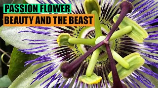 Passion flower  BEAUTY AND THE BEAST [upl. by Cristabel]