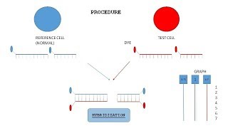 CHROMOSOME ANALYSIS  INTRODUCTION APPLICATION amp TECHNIQUE FOR CHROMOSOME ANALYSIS [upl. by Benjamen786]