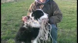 Border Collie Rescue  Nice Work Episode 6 [upl. by Verlie372]