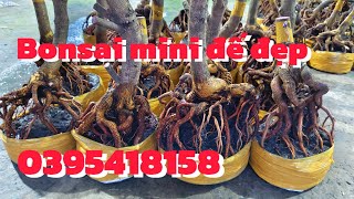 2211 Phôi mai giảo mini bonsai đế đẹp giá mềm E Ngân ☎️ 0395418158 [upl. by Nomma]