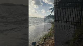 Good morning ☀️ High tide 🌊 Miami biscaynebay hightide palmtrees morning [upl. by Huei]