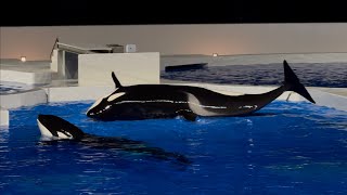 【神戸須磨シーワールド】ランちゃんのランディング オルカスタディアム 20241110 1716（4K HDR 60fps）KOBE SUMA SEA WORLD ORCA STADIUM [upl. by Federico798]