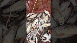 पावसातले चढणीचे मासे Freash Water Traditional Fishing fishing fishinglife fish freshwaterfish [upl. by Parhe486]