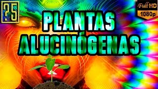 Las 5 Plantas más Alucinógenas que puedes encontrar junto a tu casa [upl. by Lladnyk]