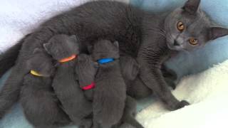 Drinking chartreux kittens [upl. by Artap]