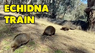 Annual Echidna Train Caught On Camera [upl. by Nylear]