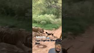 Tiger killed dog at zone 2 Ranthambore National Park 🤯 shorts animals tiger dog [upl. by Kenn]