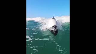 дельфин КоммерсонаCommersons dolphins [upl. by Rimidalb148]