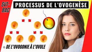 Ovogenèse chez la femme comment se forment les ovules [upl. by Hakilam442]