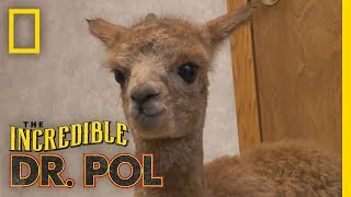 Baby Alpaca is Dazed and Confused  The Incredible Dr Pol [upl. by Imalda741]