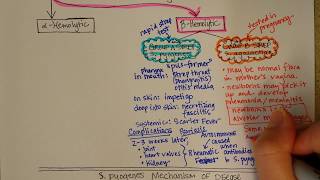 Streptococcus Betahemolytic [upl. by Cerys]