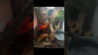 LEACHIE GECKO SETUP‼️ BIOACTIVE MUST WATCH leachieanus gecko [upl. by Loree]