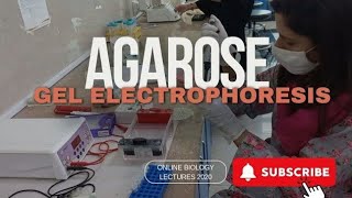 Agarose gel electrophoresis [upl. by Alrrats]