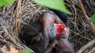 Baby Crow hatchling to fledgling [upl. by Amaty]