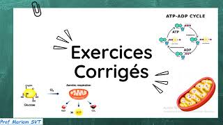 Exercices ATP amp MUSCLE Partie 7 🔥🔥 2bac SVT  2 bac PC [upl. by Tihor912]