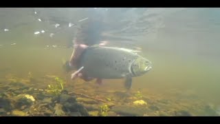 Dry Fly Fishing Greenwells Spiders on the Dee for Grayling amp Brown Trout  VCAC [upl. by Oinigih]