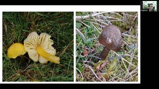 Green Connections  Waxcap Grasslands Talk by Emma Williams [upl. by Ayotas]