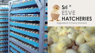 The Amazing Full process of Modern Chicks Hatchery  Hatchery Farming Technology  ibusinesszone [upl. by Doowle]