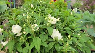 Philadelphus Snowbelle Mockorange  BEAUTIFUL Hardy Easy⭐ to Grow white flowering shrub [upl. by Janis]