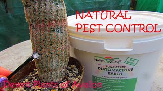 Using Diatomaceous Earth on VERY Spiny amp Woolly Cactus Plants as a Natural Pest Control [upl. by Claiborn]