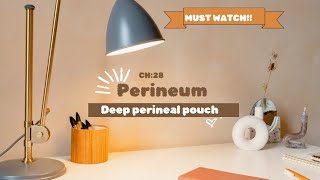 perineum  deep perineal pouch easiest explanation 😍 [upl. by Kunz806]