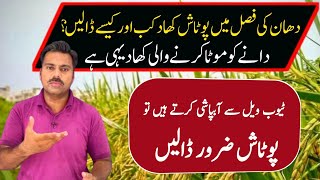 How to use potash fertilizer in rice crop  Abid Ali Agrarian [upl. by Assillim]