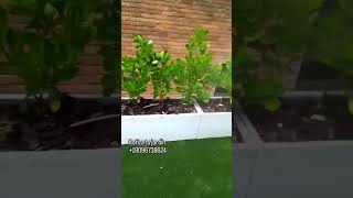 Mantenimiento de copey plantas jardines jardinero garden [upl. by Cutty479]