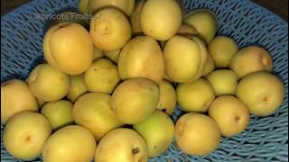 Easiest method How to Plant Apricot Khubani from Seeds [upl. by Eerrahs672]