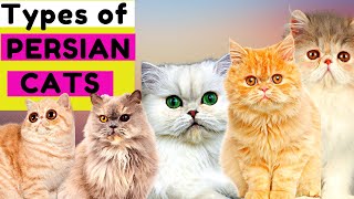 6 Types of Persian Cats  Number 5 is Unique  Which One Do You Prefer [upl. by Jemena]