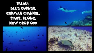 Diving Palau 2014 in FullHD [upl. by Calendre]