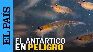 MEDIO AMBIENTE  Pesca indiscriminada de krill amenaza el Océano Antártico  EL PAÍS [upl. by Connelley]