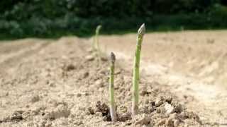 British asparagus growing time lapse [upl. by Ecinue]