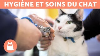 Comment couper les griffes dun chat  🐱 Étape par étape [upl. by Charline]