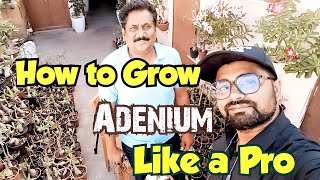 Exploring the Ultimate Adenium Garden Expert Tips amp Tricks Revealed [upl. by Eckmann411]