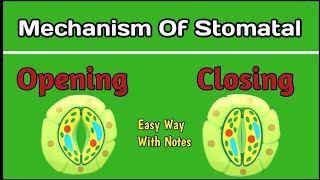 Mechanism of stomatal opening and closing  Stomata [upl. by Turmel]