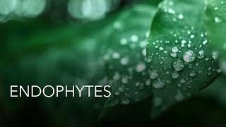 ENDOPHYTES  Significance  Applications  MSc Microbiology  Dissertation topic [upl. by Irdua]