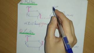 ✅ Biochimie Les Glucides Partie 5 Les Osides  La Nomenclature [upl. by Nosliw158]