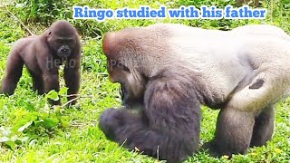 林戈跟阿爸學習😆🤣Silverback gorilla family interactionsDjeeco FamilyTayariJabaliIrikiRingo [upl. by Garrik]