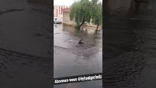 Insolite DZ  zaama du pétrole qui jaillit dans une bouche dégout à baraki wilaya alger algier [upl. by Nosral]