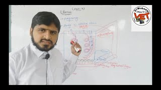 Female reproductive System part 4 by Dr Mobeen Khan Paramesonephric duct imp point uterus PGF2 [upl. by Gusti]