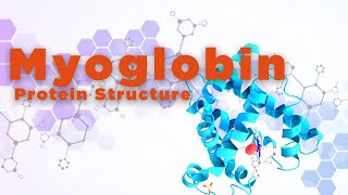 Myoglobin  Protein Structure [upl. by Demb]