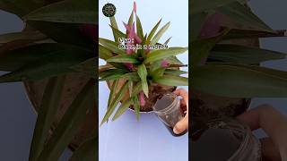 Compost Liquid Fertilizer for any Plants shorts garden tips [upl. by Lajet]