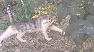 Three nice cats in the garden of a residential building [upl. by Aseret]