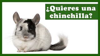 ¡Mi 1ª chinchilla😍Selección de vídeos para saber cómo cuidar a una chinchilla [upl. by Aelyak468]