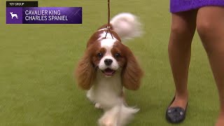 Cavalier King Charles Spaniels  Breed Judging 2024 [upl. by Harbert]