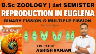 BSc Zoology  1st Semester  Reproduction In Euglena [upl. by Nestor]