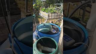 From Aquaponics to Aquaculture With the Twist of a Valve backyardaquaponics [upl. by Akla88]