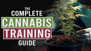 Grow BIGGER NUGS with Cannabis Stress Training [upl. by Notgnirrab]