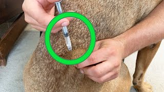 How To Give A Dog An Injection At Home Safely [upl. by Bills]