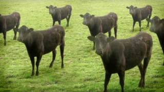 cows amp cows amp cows [upl. by Keram790]